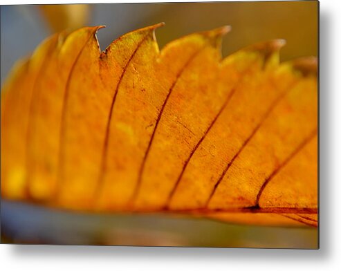 Leaf Metal Print featuring the photograph A Memory of the Heart by Melanie Moraga