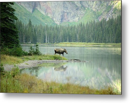 Scenics Metal Print featuring the photograph A Moose Morning by Sandy L. Kirkner