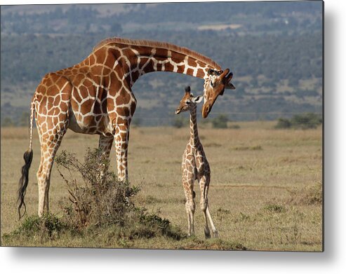 Kenya Metal Print featuring the photograph A Mothers Love by Robert Muckley