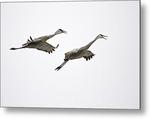 Sandhill Cranes Metal Print featuring the photograph A Pair Of Sandhill Cranes by Thomas Young