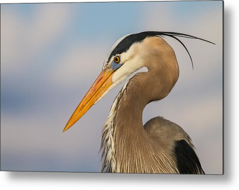 Animal Metal Print featuring the photograph A Pensive Blue Heron by Andres Leon