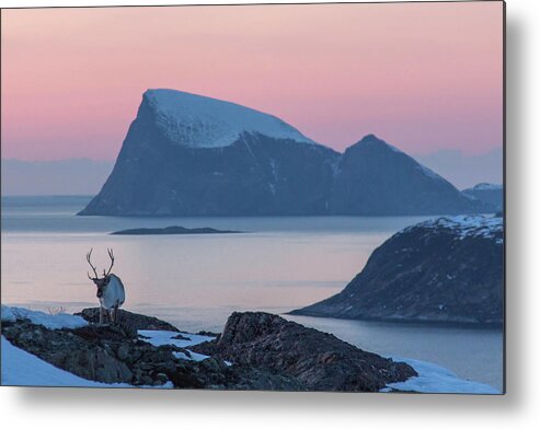 Scenics Metal Print featuring the photograph A Reindeer In Arctic Norway by Photo By Hanneke Luijting