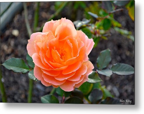 Nature Metal Print featuring the photograph Peach Rose by Alex King