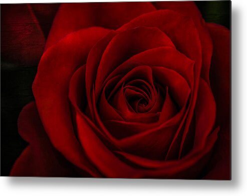 Rose Metal Print featuring the photograph A Rose By Any Other Name by Maria Robinson