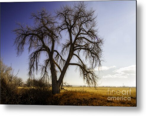 Colorado Metal Print featuring the photograph A Simple Tree by Kristal Kraft