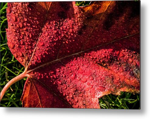 Tearful Metal Print featuring the photograph A Tearful Leaf by Mick Anderson