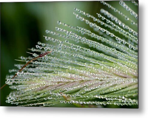 Floral Metal Print featuring the photograph A Thousand Diamonds - Tiny Iced Water Drops Hang Of A Pine Leave by Pedro Cardona Llambias