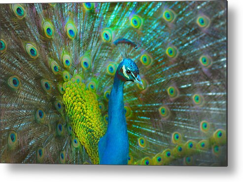 Peacock Metal Print featuring the photograph Peacock Face Mask by Patricia Dennis
