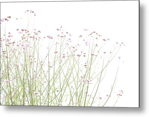 Floral Metal Print featuring the photograph A Touch of Mauve by Rob Huntley