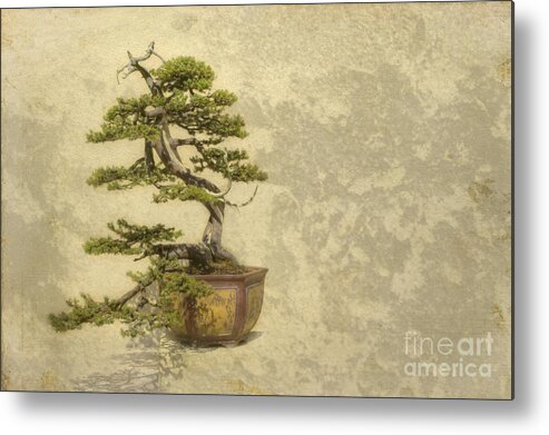Bonsai Metal Print featuring the photograph A Tragic Past by Marilyn Cornwell