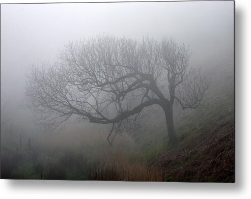 Tree Metal Print featuring the photograph A tree in the fog by Jolly Van der Velden