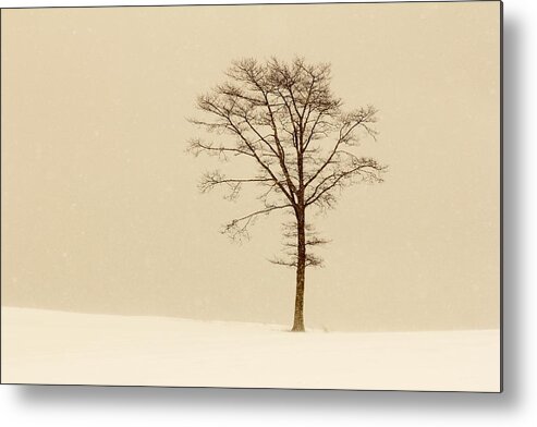Canada Metal Print featuring the photograph A tree on a hill in a snow storm by Gary Corbett