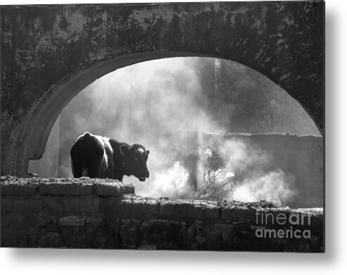 Cow Metal Print featuring the photograph A Very Mooooody Time by Barry Weiss