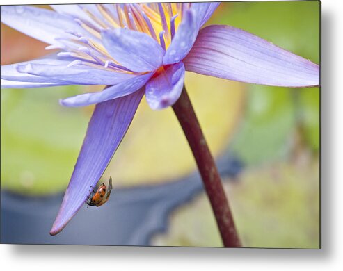 Ladybug Metal Print featuring the photograph A Visiting Lady by Priya Ghose