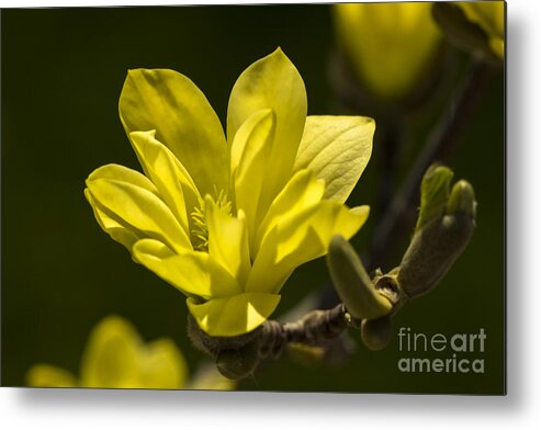 Magnolia Metal Print featuring the photograph A Warm Welcome... by Dan Hefle