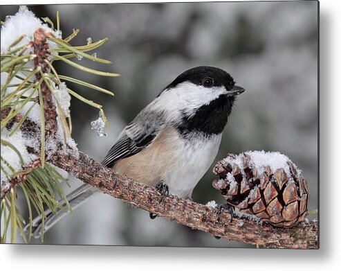Chickadee Metal Print featuring the photograph A Winter Perch by Theo