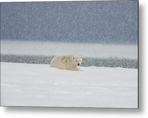 2010 Metal Print featuring the photograph A Yearling Polar Bear Cub Lays by Hugh Rose