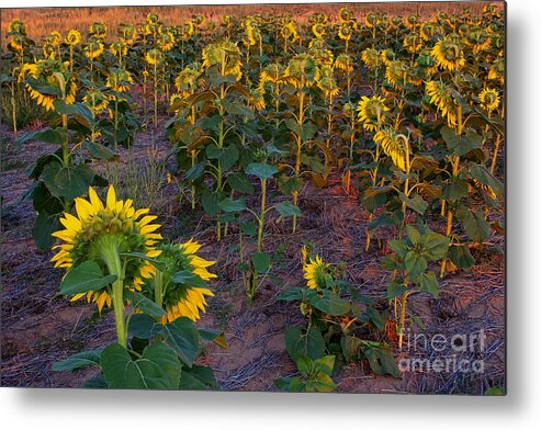 Flowers Metal Print featuring the photograph About Face by Jim Garrison