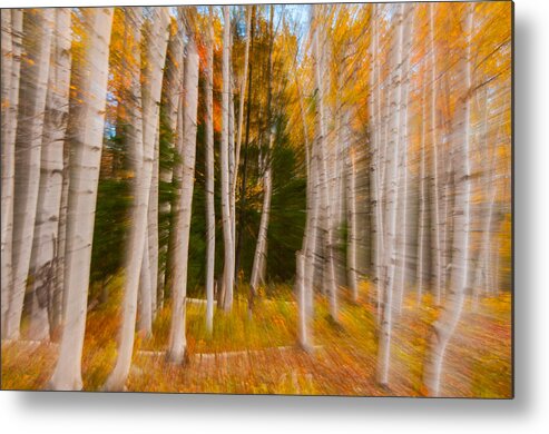 New England Metal Print featuring the photograph Abstract Autumn Birches by Brenda Jacobs