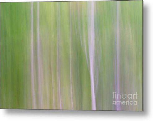 Abstract Metal Print featuring the photograph Abstract Forest by Tamara Becker