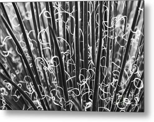 Abstract Metal Print featuring the photograph Abstract in Black and White by Crystal Nederman
