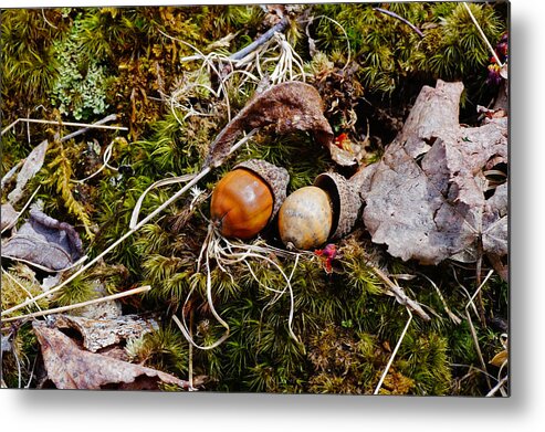 Acorns Metal Print featuring the photograph Two Acorns by Mike Murdock