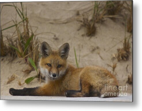 Fox Metal Print featuring the photograph Adorable Baby Fox by Amazing Jules