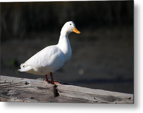 Duck Metal Print featuring the photograph Aflac by Greg Graham