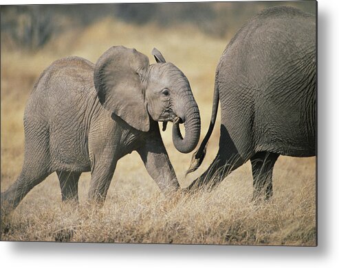 Feb0514 Metal Print featuring the photograph African Elephant Baby And Mother by Gerry Ellis