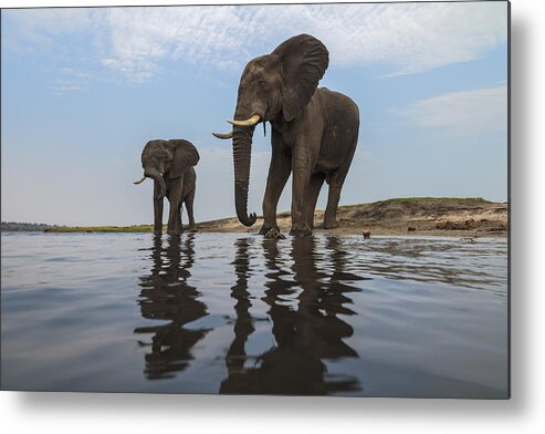 Vincent Grafhorst Metal Print featuring the photograph African Elephant Bulls Along Chobe by Vincent Grafhorst