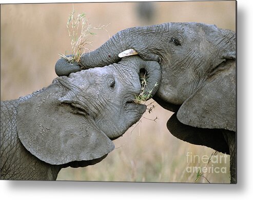 00344808 Metal Print featuring the photograph African Elephant Calves Playing by Yva Momatiuk and John Eastcott