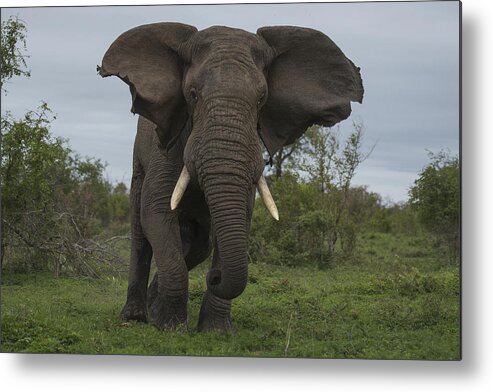 Sergey Gorshkov Metal Print featuring the photograph African Elephant Charging Sabi-sands by Sergey Gorshkov