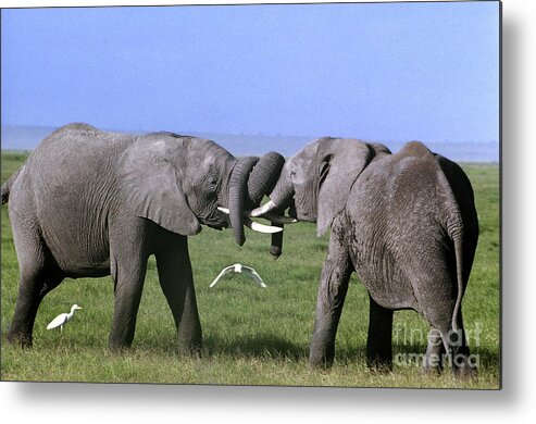 Africa Metal Print featuring the photograph African Elephant Greeting Endangered Species Tanzania by Dave Welling