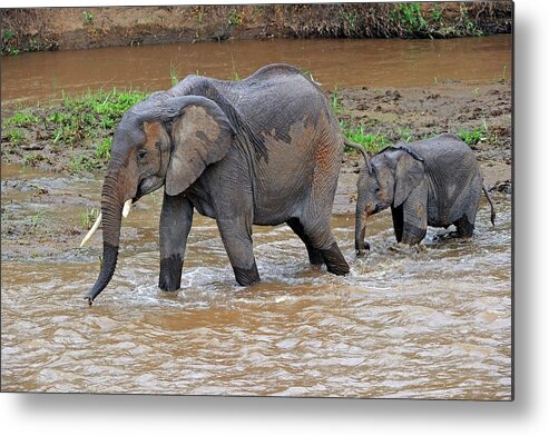 African Elephant Metal Print featuring the photograph African Elephant Mother And Calf by Bildagentur-online/mcphoto-schulz