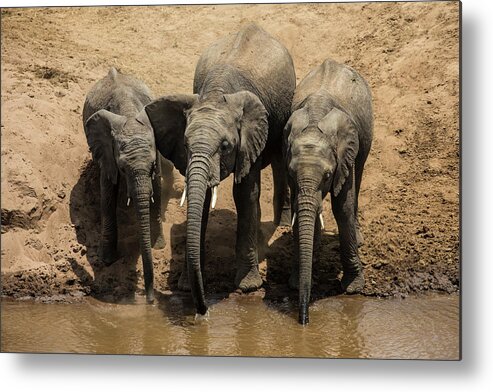 Water's Edge Metal Print featuring the photograph African Elephants Drinking From The by Manoj Shah