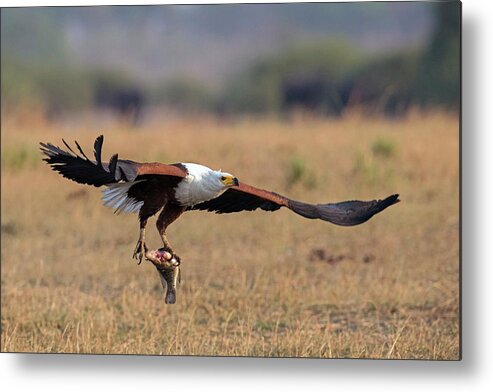 Africa Metal Print featuring the photograph African Fish Eagle With Prey by Tony Camacho/science Photo Library