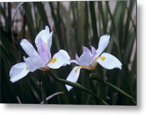 Dietes Vegeta Metal Print featuring the photograph African Iris (dietes Vegeta) by Sally Mccrae Kuyper/science Photo Library