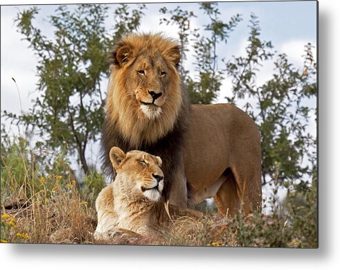 Nis Metal Print featuring the photograph African Lion And Lioness Botswana by Erik Joosten