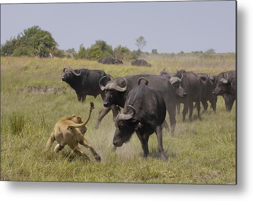 00217938 Metal Print featuring the photograph African Lion Evading Cape Buffalo Africa by Pete Oxford