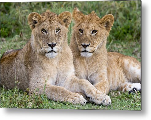 Nis Metal Print featuring the photograph African Lion Juvenile Males Serengeti by Erik Joosten