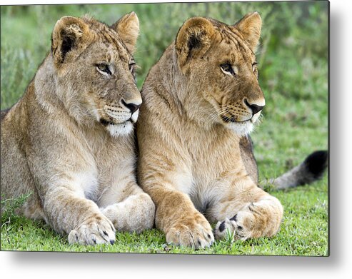 Nis Metal Print featuring the photograph African Lion Juveniles Serengeti Np by Erik Joosten