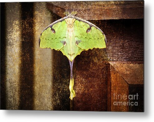 Butterfly Metal Print featuring the photograph African Moon Moth 2 by Andee Design