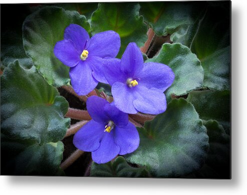 Digital Photograph Of An African Violet Plant Metal Print featuring the photograph African Violet by Kenneth Cole