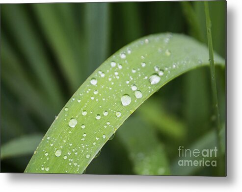 Ornamental Grass Metal Print featuring the photograph After The Rain by Arlene Carmel