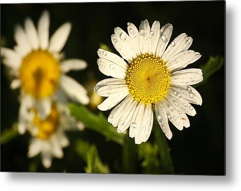 Daisy Metal Print featuring the photograph After The Rain... by Tammy Schneider