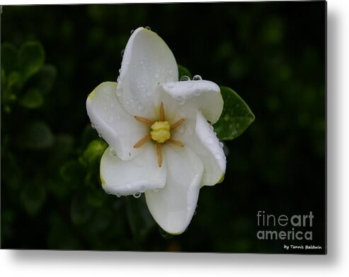 Gardenia Metal Print featuring the photograph After the Rain by Tannis Baldwin