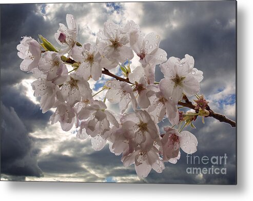 Blossom Metal Print featuring the photograph After the spring shower by Inge Riis McDonald