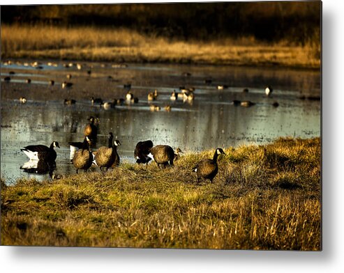 Dusky Canada Goose Metal Print featuring the photograph After the Swim by Belinda Greb