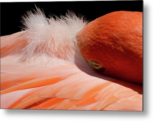Flamingo Metal Print featuring the photograph Afternoon Nap by Theo OConnor