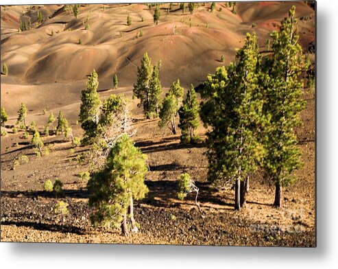 Lassen Volcanic Metal Print featuring the photograph Against All Odds by Adam Jewell
